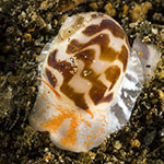 Naticidae 01
